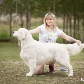szczeniaki Golden Retriever FCI