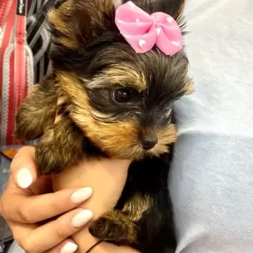 Mini Yorkshire Terrier, piękne pieski, yorki miniaturki
