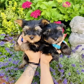Mini Yorkshire Terrier, piękne pieski, yorki miniaturki
