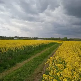 Linia brzegowa Jezioraka 5ha pod zabudowę kanał na Zalewo