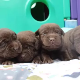 Labradory czekoladowe