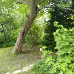 Działka ROD - ogródek działkowy Ochota