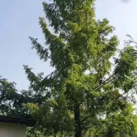 Metasekwoja chińska Duże drzewa, drzewo obwód pnia 50-75 cm