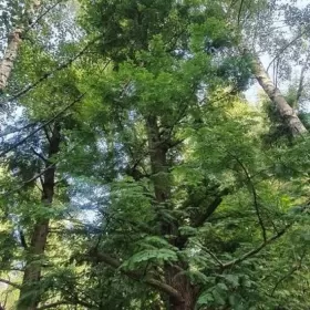 Metasekwoja chińska Duże drzewa, drzewo obwód pnia 50-75 cm