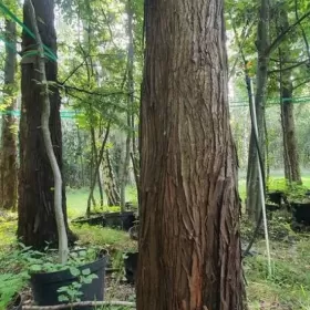 Metasekwoja chińska Duże drzewa, drzewo obwód pnia 50-75 cm