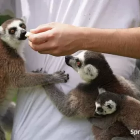 Sprzedaż lemurów Oswojone Lemury KATTA (Lemur catta) odkarmiane ręcznie młode