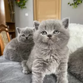 Koty brytyjskie niebieskie za darmo bez rodowodu 