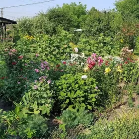 Działka rekreacyjna ROD Złote Piaski br.5 300m2