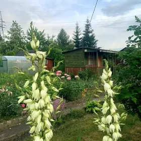Działka rekreacyjna ROD Złote Piaski br.5 300m2