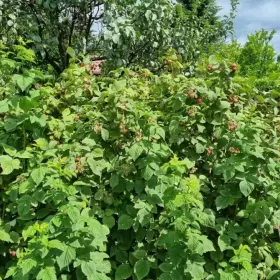 Sprzedam Działka RODO Siedlce Złote Piaski 390m2 z domkiem 20m2