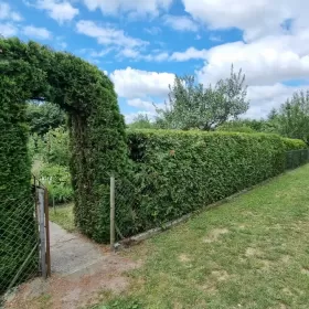 Sprzedam Działka RODO Siedlce Złote Piaski 390m2 z domkiem 20m2