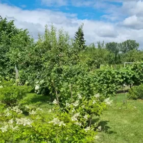 Sprzedam Działka RODO Siedlce Złote Piaski 390m2 z domkiem 20m2
