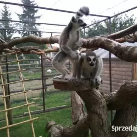 Sprzedam Oswojone Lemury KATTA (Lemur catta) odkarmiane ręcznie młode