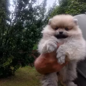 Sprzedam Pomeranian szpic miniaturowy suczki / kupie