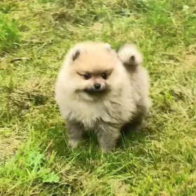 Sprzedam Pomeranian szpic miniaturowy suczki / kupie