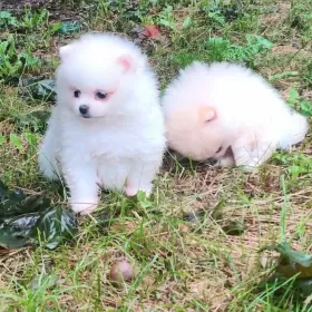 Sprzedam Pomeranian szpic miniaturowy suczki / kupie