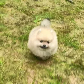 Sprzedam Pomeranian szpic miniaturowy suczki / kupie