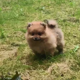 Sprzedam Pomeranian szpic miniaturowy suczki / kupie