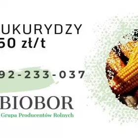 Kukurydza mokra - Skup, zbiory 2022 GOTÓWKA