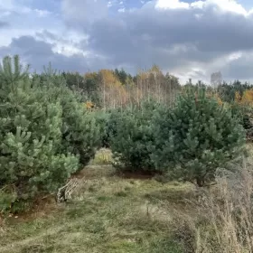 Sprzedam Działkę 1465 m2 z WZ, Adamowizna, Grodzisk Mazowiecki