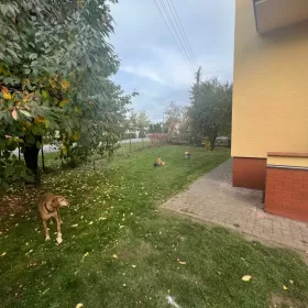 Budynek jednorodzinny wraz z działką  Namysłów