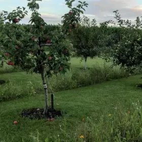 Dom z działką w spokojnej okolicy