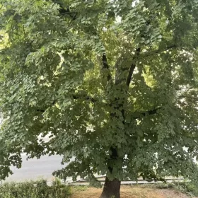 Wynajmę klimatyczną kawalerkę Saska Kępa ul.Francuska