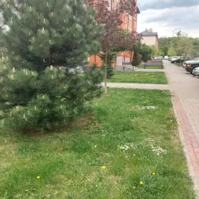 Wynajmę mieszkanie w Krośnie