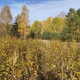 Sprzedam piękną 10 ar. działkę Zielona Góra - Ługowo