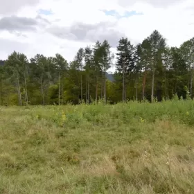 Bukowiec gm. Korzenna działka 1,06 ha 