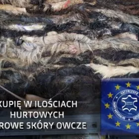 Surowa skóra owcza, wełna owcza, skóry filcowane jagnięce